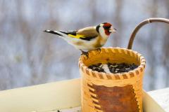 家里养鸟对风水好不好 养什么鸟对风水最好