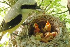 鸟在家里筑巢风水解释 屋檐有鸟筑巢什么征兆