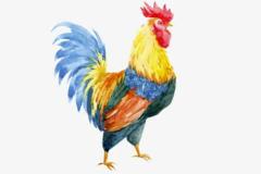 属鸡的和什么属相相合 生肖鸡的最佳婚配属相