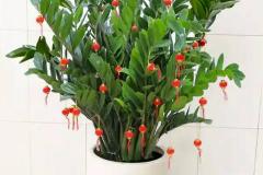 金钱树摆在哪个方位最吉利 金钱树风水摆放三不要