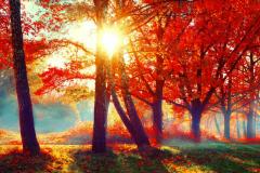 枫树可以栽坟前吗北方风水 坟前栽树有什么讲究吗