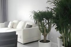 客厅放什么植物最吉利 植物放客厅大忌