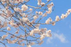 五种不祥花家中千万不能摆 家中摆放花卉有哪些禁忌