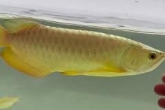 客厅能放龙鱼缸吗好吗风水 养龙鱼对家庭风水影响好吗