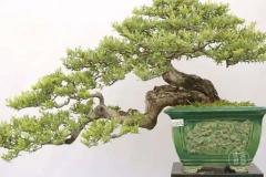 家庭阳台能养盆景吗风水好吗 适合种阳台的植物