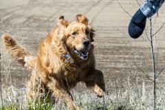 梦到被狗追着咬是什么意思 女人梦见狗咬是好是坏