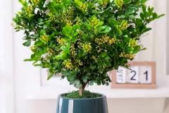 客厅进门能摆米兰花吗风水 米兰花最佳摆放位置是哪里