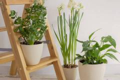 放客厅阳台风水最好的植物 客厅阳台养什么植物最招财