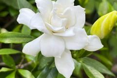 栀子花可以放在客厅吗 放在客厅什么位置好