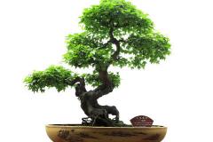 家里养植物有哪些风水讲究 水养植物对风水有影响吗