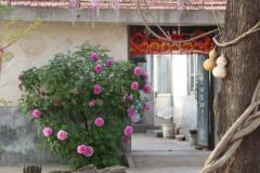 门前栽树有什么讲究 风水上哪种树招财效果最好