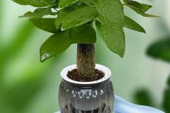 发财树可以放在卧室吗 风水好吗