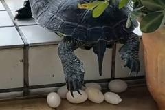 梦到乌龟下蛋是什么意思 女人梦见乌龟有什么预兆