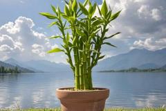 富贵竹放在家里什么位置好风水 它为什么不能放西面和床头