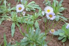 灯盏花最忌讳的三个属相 它适合属鼠的人养吗