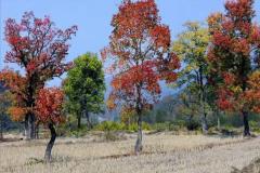 庭院能种乌桕树吗风水好吗 乌桕树能转运化解煞气吗