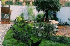 院子里种什么树最旺财 种棵发财树怎么样