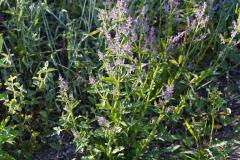 荔枝草可以放在卧室吗风水好吗 对财运有何影响