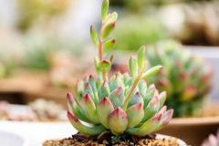 家中养多肉影响风水吗 它放哪里风水好