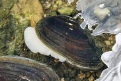 家里养河蚌对风水好吗 家里能养河蚌吗吉利吗