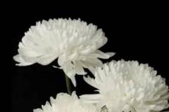 梦见母亲去世在去坟前痛哭 这个梦境是否预示着什么