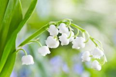 铃兰花最忌三种属相 为何这三种属相不宜养铃兰花