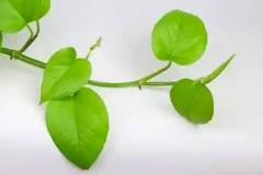 为什么风水师建议不养绿萝 他的风水忌讳有哪些