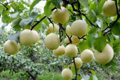 院子里种梨树风水好吗 家里种梨树对健康有影响吗