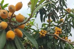 家里面可以养枇杷树吗风水 种枇杷树的忌讳