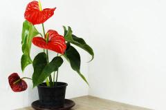 家里为什么不能养红掌有哪些风水禁忌