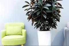 客厅摆放什么植物招财 八种植物招财又旺宅