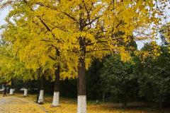 家里种银杏树好不好对风水有什么影响