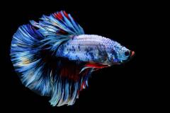 养斗鱼对家里风水好吗 养它有什么风水禁忌