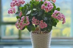 长寿花可以放在卧室吗 卧室里千万不能养长寿花