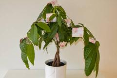 发财树摆放在客厅哪里最旺 放阳台可以吗