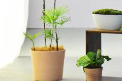 棕竹养家里不吉利吗 家里养棕竹有什么忌讳吗