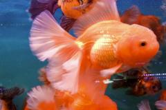 家里养几条鱼风水好 鱼缸养4条鱼好不好